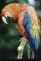 A parrot on a branch