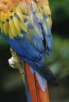 The colourful tail feathers of a parrot