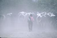 Herding cattle on a rural road