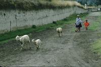 Rural scenes: sheep, two children and a young woman in ponchos, on a dirt road