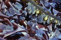 Rainbow kelp in tidal pool