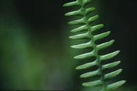Selective focus on a fern