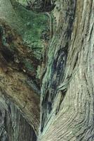 Close-up of a tree trunk
