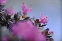 Selective focus on the pink flowers of a lapland rosebay plant