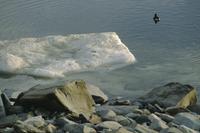 An image of a long-tailed duck floating next to rocks and ice.