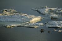 An image of two long-tailed ducks, one about to take flight out of the water, with snowy ice visible round about.