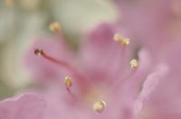Hibiscus stamens