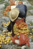 A man packing oranges, Lower Boque