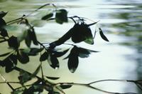 Leaves over pond water