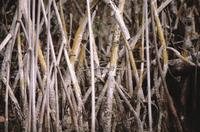 Interwoven sticks and branches