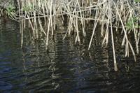Reeds in the water