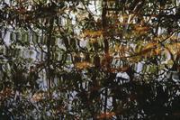 Mangrove reflection, Pearl Bay