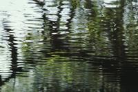 Mangrove reflection, Pearl Bay