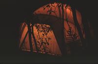 Tent and silhouetted plants