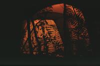 Tent and silhouetted plants