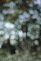 Abstract image of Everglades' flora
