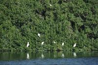 Great egrets in the trees at the water's edge