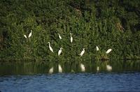 Great egrets in the trees at the water's edge