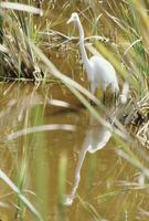 Great egret in the water