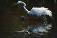 Great egret in the water