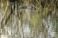 Alligator and reflection, Anhinga Trail