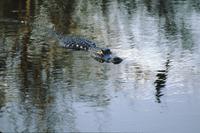 Alligator and reflection, Anhinga Trail
