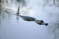 Alligator in the water, Anhinga Trail
