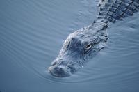 Alligator in the water, Anhinga Trail