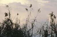 Grasses and a pinkish sky