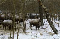 Buffalo in snowstorm (at Tex Lamb's)