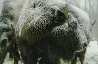 Buffalo in snowstorm - close-up of adult
