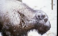Buffalo in snowstorm (at Tex Lamb's)