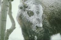 Buffalo in snowstorm - young adult near tree trunk