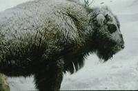 Buffalo in snowstorm - side view, young adult 