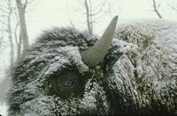 Buffalo in snowstorm - close-up of eye and horn