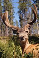 Deer in Jasper campground