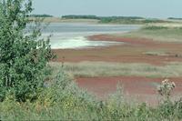 Alkali Lake with Red