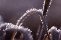 Hoarfrost on weeds