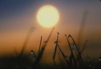 Sunrise, grass and dewdrops