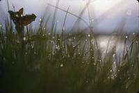 Sunrise, grass and dewdrops