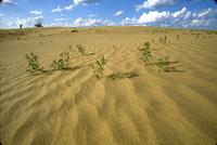 Sand dunes in sunlight