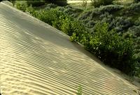 Sand dune ripples with green corner