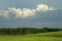Rape [canola] field and storm clouds