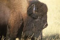 Single buffalo on prairie