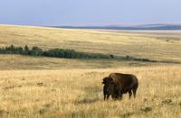 Buffalo on prairie with blue sky