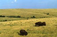 Rolling prairie and buffalo