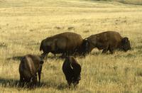 Group of buffalo grazing