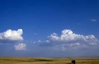Single buffalo, blue sky, white clouds