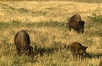Trio of buffalo grazing on prairie