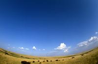 Buffalo at buffalo ranch